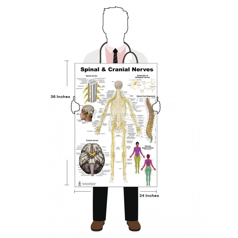 Spinal & Cranial Nerves Anatomy Poster — 24x36 Laminated Chart | Blue ...
