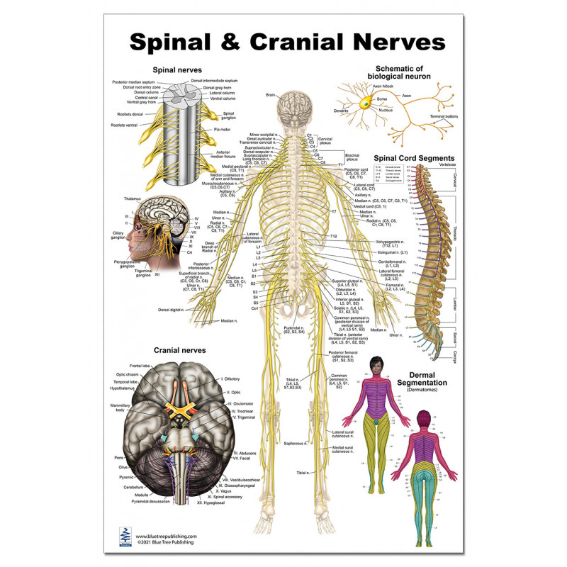 Spinal & Cranial Nerves Anatomy Poster — 24x36 Inch