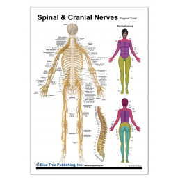 Spinal & Cranial Nerves Chart — Laminated Double-Sided A4 Reference Guide