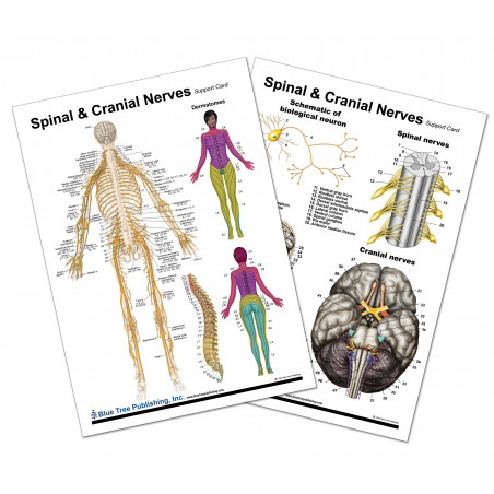 Spinal & Cranial Nerves Chart — Laminated Double-Sided A4 Reference Guide