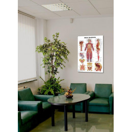 Male Anatomy Poster — 24x36 Inch Laminated Chart