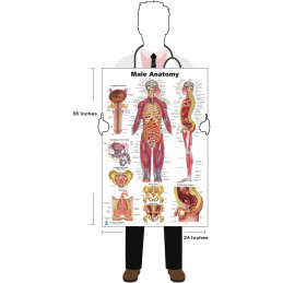 Male Anatomy Poster — 24x36 Inch Laminated Chart | Blue Tree Publishing