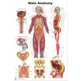 Male Anatomy Poster — 24x36 Inch Laminated Chart | Blue Tree Publishing