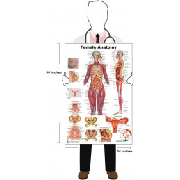 Female Anatomy Poster — 24x36 Inch Laminated Chart | Blue Tree Publishing