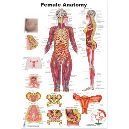Female Anatomy Poster — 24x36 Inch Laminated Chart | Blue Tree Publishing