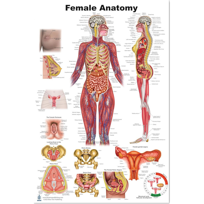 Female Anatomy Poster — 24x36 Inch Laminated Chart | Blue Tree Publishing