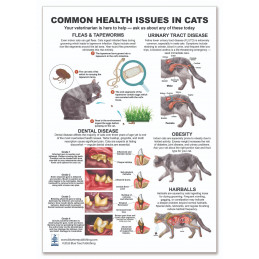 Common Health Issues in Cats — Laminated Double-Sided A4 Reference Card