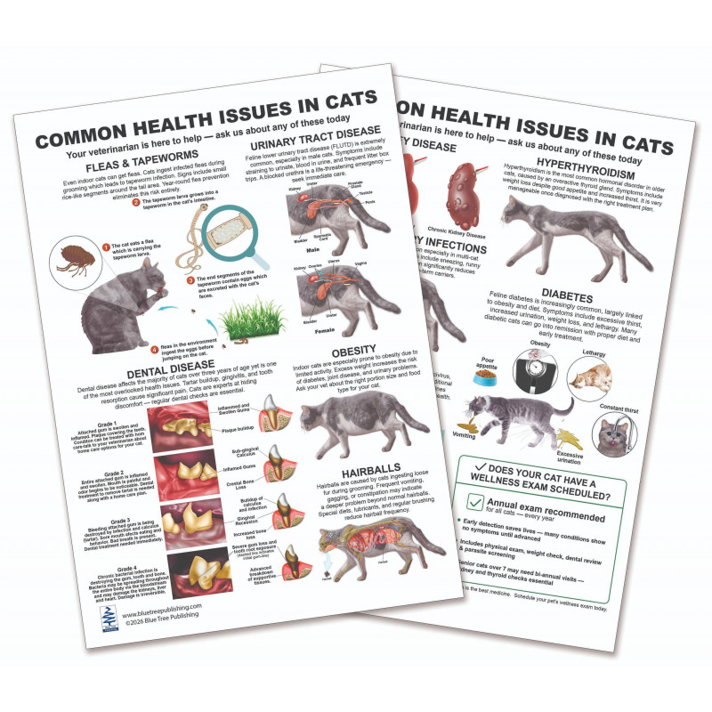 Common Health Issues in Cats — Laminated Double-Sided A4 Reference Card