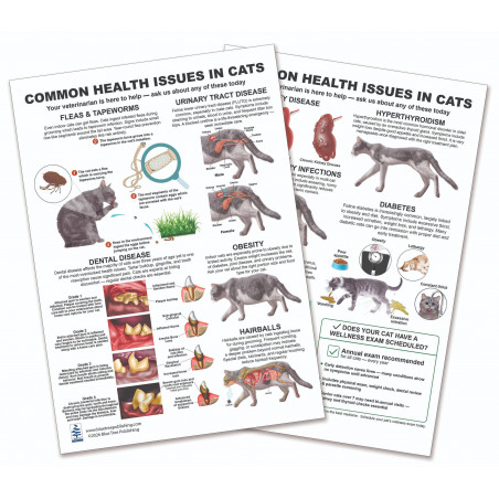 Common Health Issues in Cats — Laminated Double-Sided A4 Reference Card