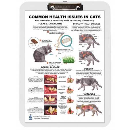 Common Health Issues in Cats Clipboard — A4 Clipboard with Removable Double-Sided Chart | Blue Tree Publishing
