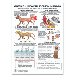 Common Health Issues in Dogs — Laminated Double-Sided A4 Reference Card