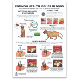 Common Health Issues in Dogs — Laminated Double-Sided A4 Reference Card