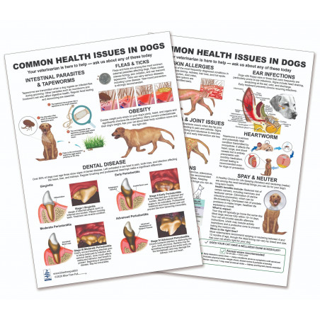 Common Health Issues in Dogs — Laminated Double-Sided A4 Reference Card