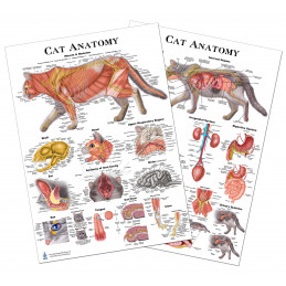 Cat Anatomy Regular Poster Set