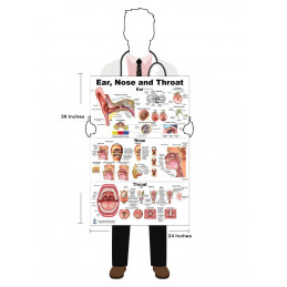 Ear, Nose and Throat Anatomy Poster — 24x36 Inch Laminated Chart | Blue Tree Publishing