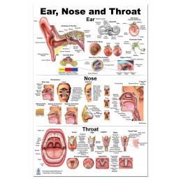 Ear, Nose and Throat Anatomy Poster — 24x36 Inch Laminated Chart | Blue Tree Publishing
