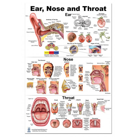 Ear, Nose and Throat Anatomy Poster — 24x36 Inch Laminated Chart | Blue Tree Publishing