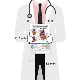 The Human Heart — Laminated Double-Sided A4 Reference Card