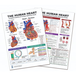 The Human Heart — Laminated Double-Sided A4 Reference Card | Blue Tree Publishing