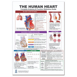 The Human Heart — Laminated Double-Sided A4 Reference Card