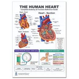 The Human Heart — Laminated Double-Sided A4 Reference Card