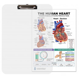 The Human Heart Clipboard — Durable A4 Clipboard with Removable Double-Sided Chart