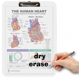 The Human Heart Clipboard — Durable A4 Clipboard with Removable Double-Sided Chart