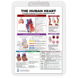 The Human Heart Clipboard — Durable A4 Clipboard with Removable Double-Sided Chart
