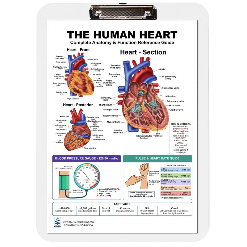 The Human Heart Clipboard — A4 Clipboard with Removable Double-Sided Chart | Blue Tree Publishing