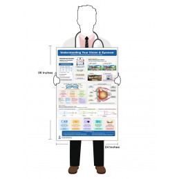 Complete Eye & Vision Bundle — The Eye Anatomy Poster & Understanding Your Vision & Eyewear Chart