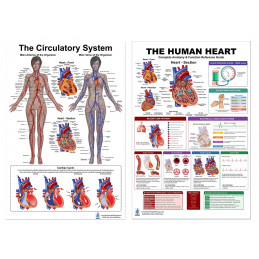 Meta Title:  Complete Heart & Circulatory System Bundle — Two 24x36 Inch Laminated Posters | Blue Tree Publishing