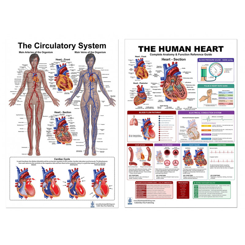 Meta Title:  Complete Heart & Circulatory System Bundle — Two 24x36 Inch Laminated Posters | Blue Tree Publishing