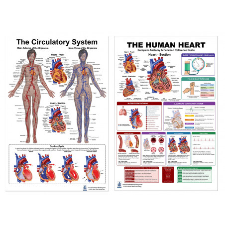 Meta Title:  Complete Heart & Circulatory System Bundle — Two 24x36 Inch Laminated Posters | Blue Tree Publishing