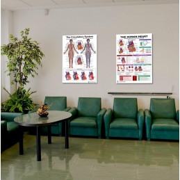 Meta Title:  Complete Heart & Circulatory System Bundle — Two 24x36 Inch Laminated Posters | Blue Tree Publishing