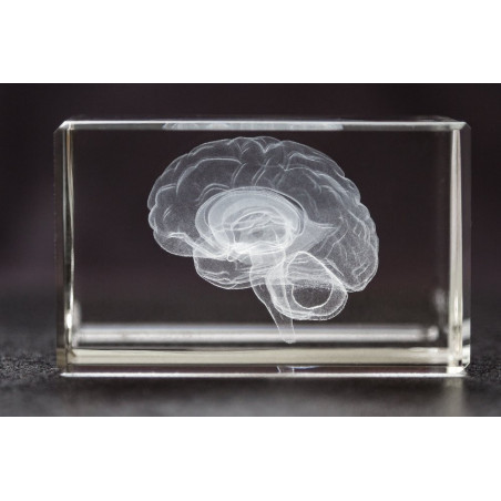 Brain Model Glass Paperweight Crystal 3D 1lb