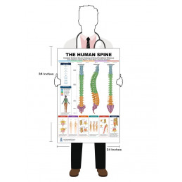 Complete Spine & Vertebral Column Bundle — Two 24x36 Inch Laminated Anatomy Posters