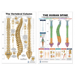 Complete Spine & Vertebral Column Bundle — Two 24x36 Inch Laminated Posters | Blue Tree Publishing