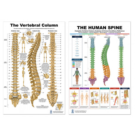 Complete Spine & Vertebral Column Bundle — Two 24x36 Inch Laminated Posters | Blue Tree Publishing