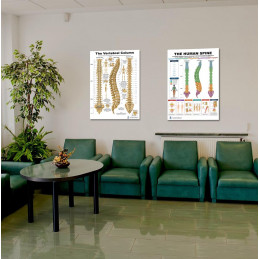 Complete Spine & Vertebral Column Bundle — Two 24x36 Inch Laminated Posters | Blue Tree Publishing
