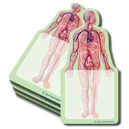 Anatomy Body Sticky Notes, 4 Pack-100 Sheets Per Pack