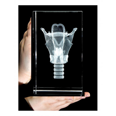 Larynx 3D Laser Large Crystal, Anatomy, Voice Box, Singing, Adam's Apple