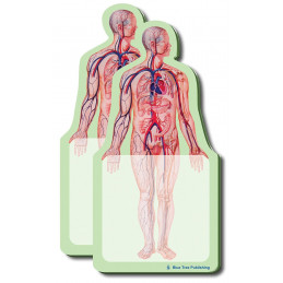 Anatomy Sticky Notes 2 Pack
