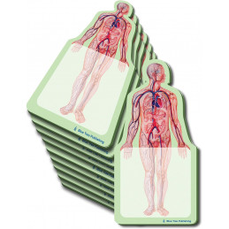 Anatomy Sticky Notes 10 Pack