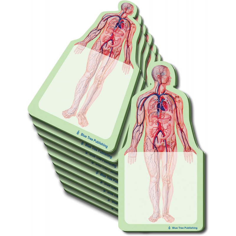 Anatomy Sticky Notes 10 Pack