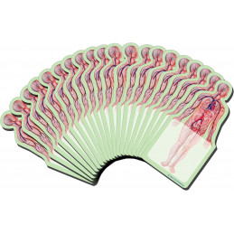 Anatomy Sticky Notes  20 Pack