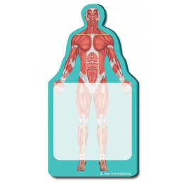 Skeleton x-ray Sticky Notes Collection, 24 Pack-100 Sheets Per Pack