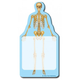 Skeleton x-ray Sticky Notes Collection, 24 Pack-100 Sheets Per Pack