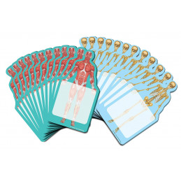 Skeleton x-ray Sticky Notes Collection, 24 Pack-100 Sheets Per Pack