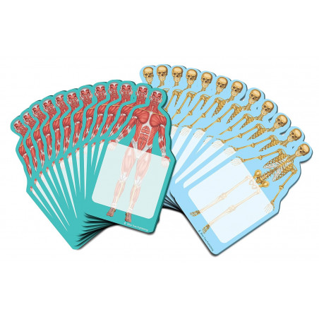 Skeleton x-ray Sticky Notes Collection, 24 Pack-100 Sheets Per Pack