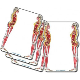 Female and Male Anatomical Sticky Note 4 pack set